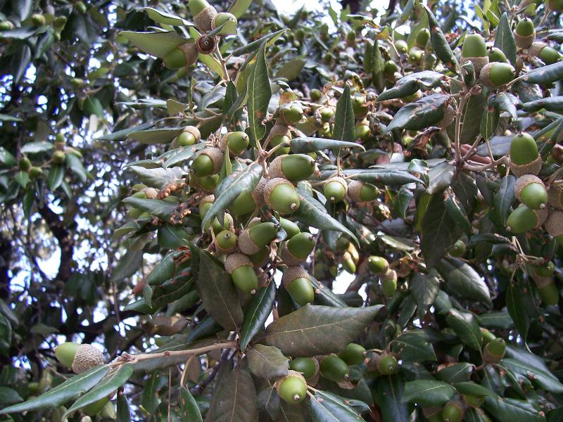 Quercus ilex / Leccio