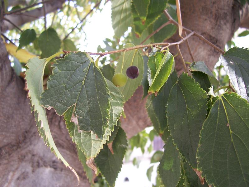 Celtis australis / Bagolaro comune