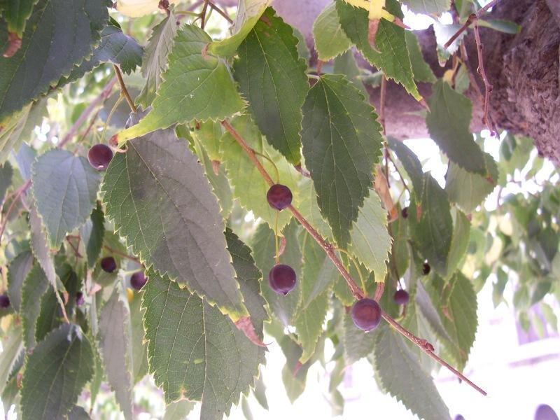 Celtis australis / Bagolaro comune