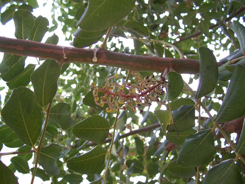 Ceratonia siliqua / Carrubo