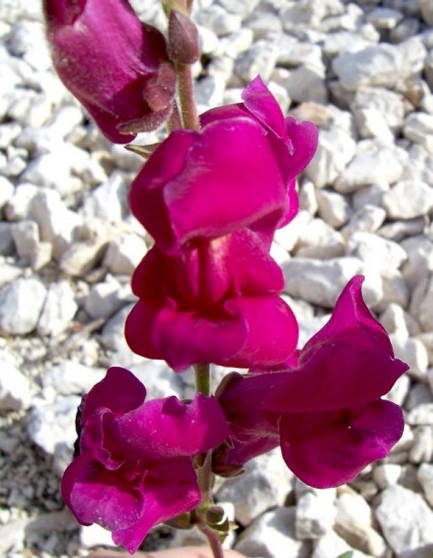 Antirrhinum majus / Bocca di leone comune