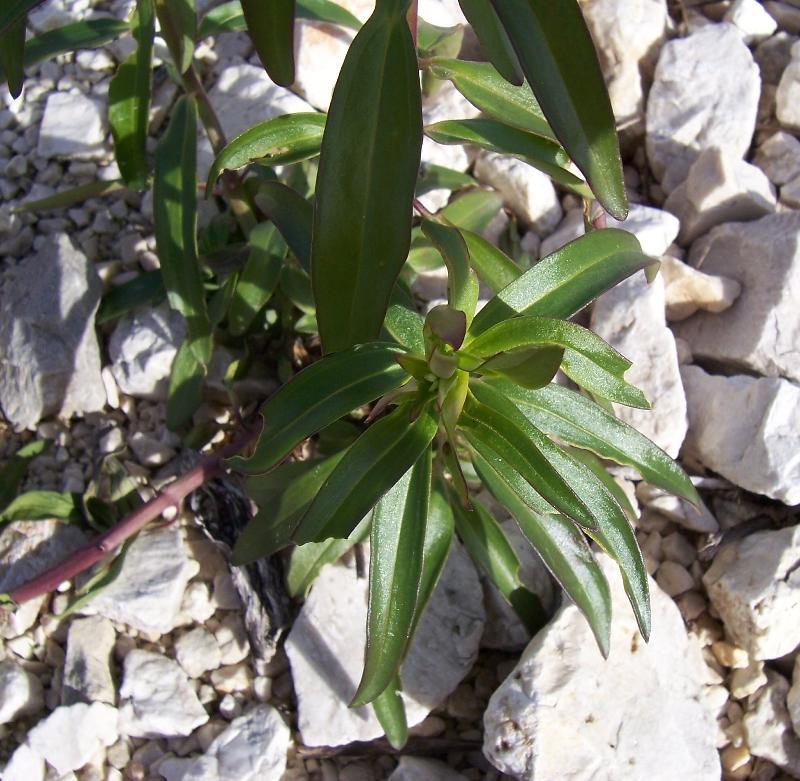 Antirrhinum majus / Bocca di leone comune