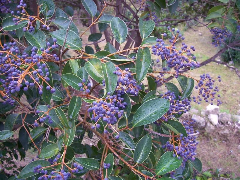 Ligustrum lucidum