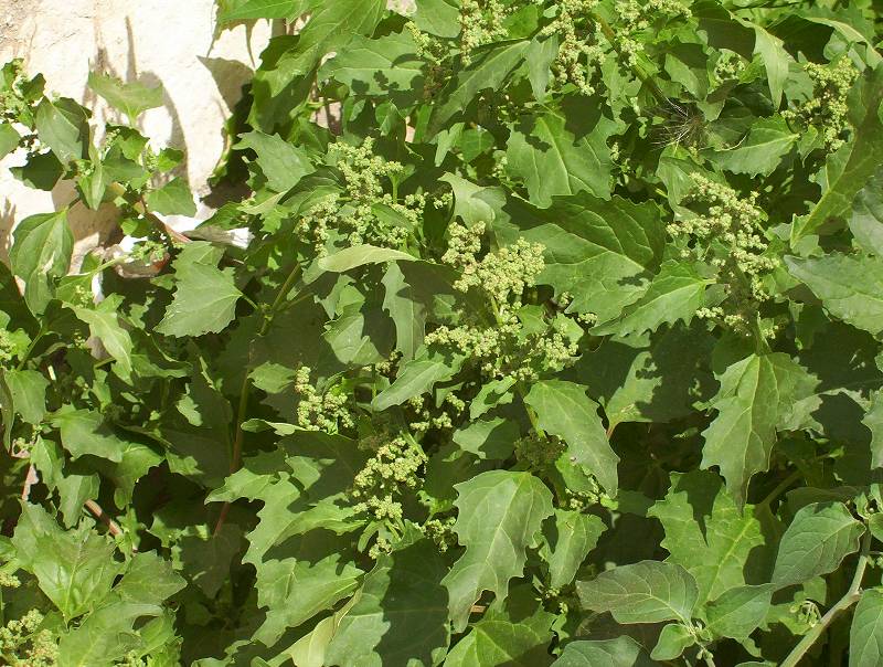 Chenopodiastrum (=Chenopodium) murale  / Farinello murale