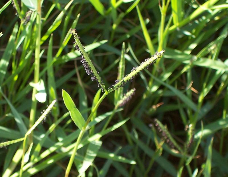 Paspalum paspaloides / Panico acquatico