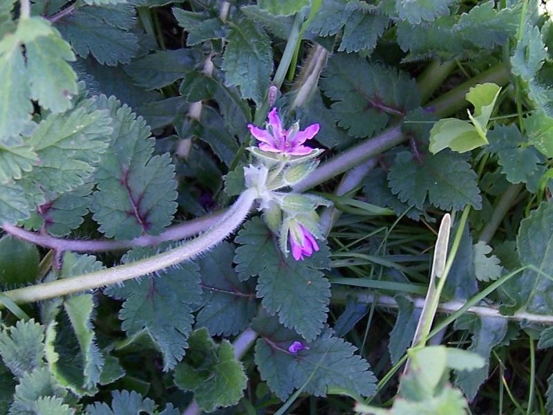 Erodium moschatum / Becco di gr