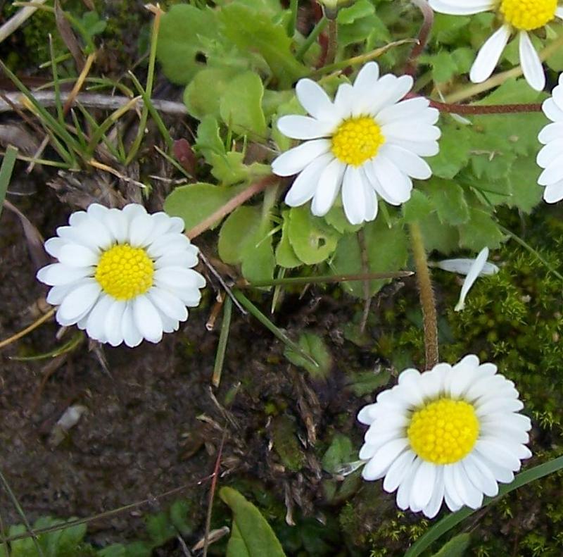 Bellis annua / Pratolina annuale