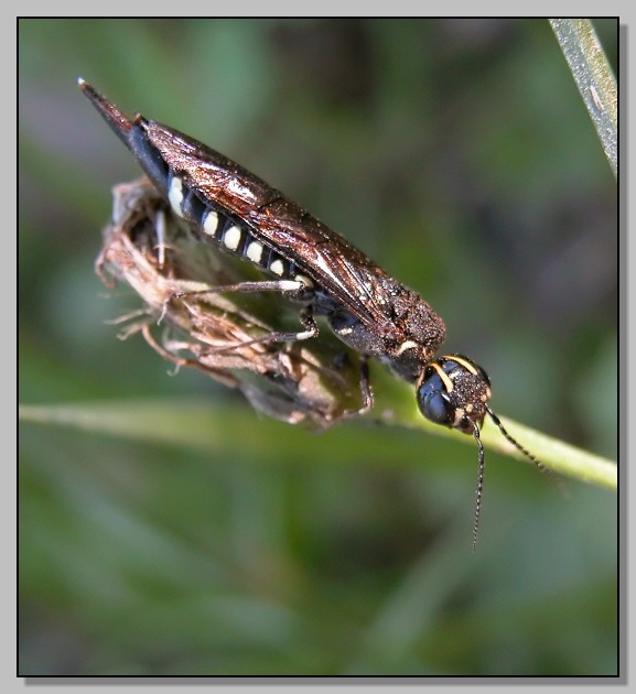 Xiphydria longicollis (Hymenoptera, Xiphydriidae)