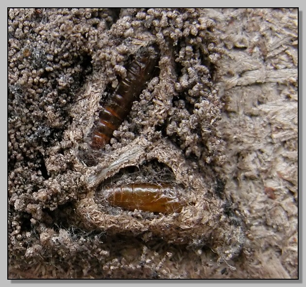 Symphyta larva?