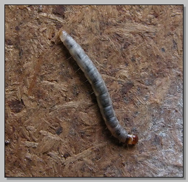 Symphyta larva?