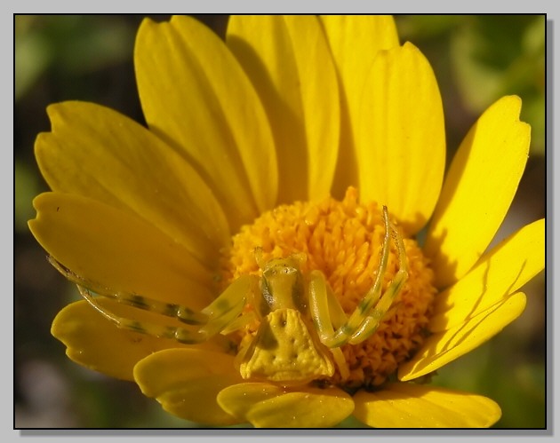 Il rosso e giallo (Thomisus onustus e Tetranychidae)