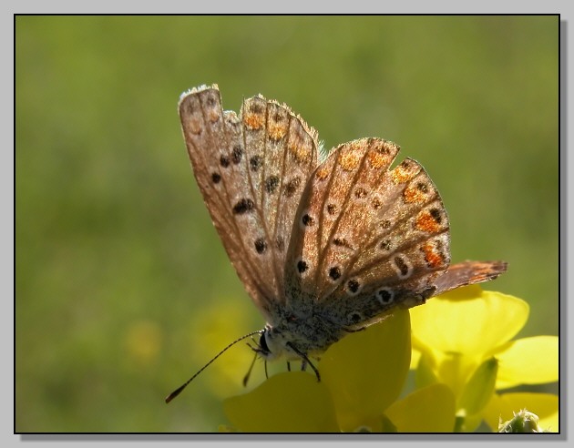 Fine d''estate (Polyommatus icarus)