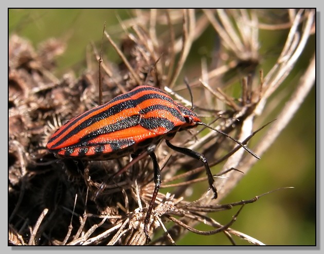 Graphosoma italicum