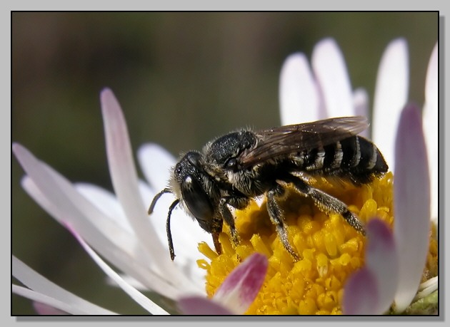 Imenottero minuscolo con gli occhi dolci (Megachile sp.)