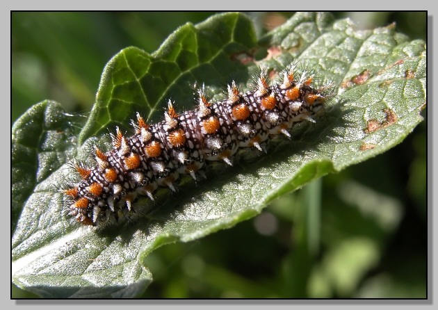 Bruco di Melitaea didyma