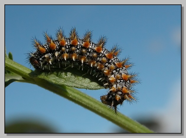 Bruco di Melitaea didyma