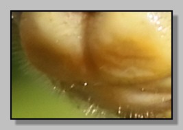 Sympetrum fonscolombei femmina