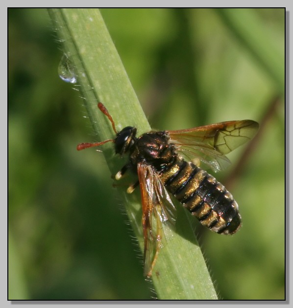 Quiz... Chi sar da grande? (Abia sericea)