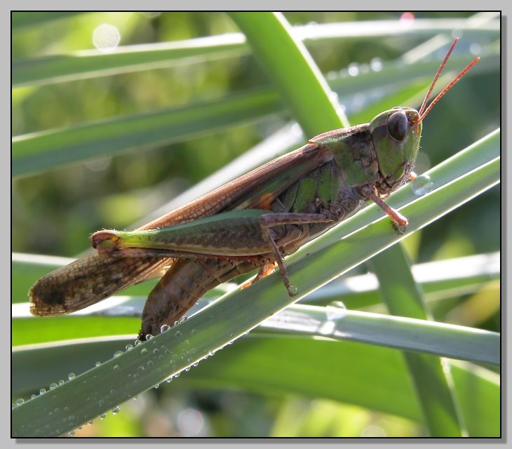 Aiolopus thalassinus