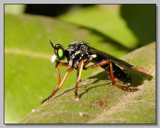 Asilidae in ordine sparso...