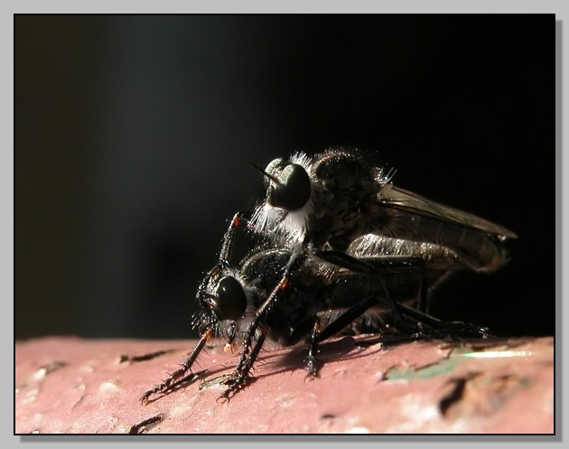 Asilidae in ordine sparso...