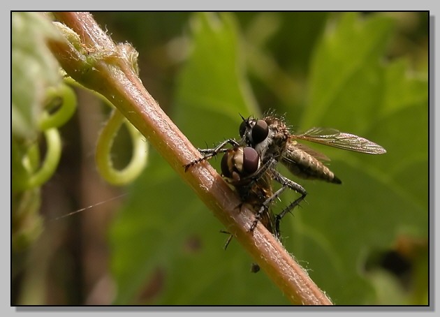 Asilidae in ordine sparso...