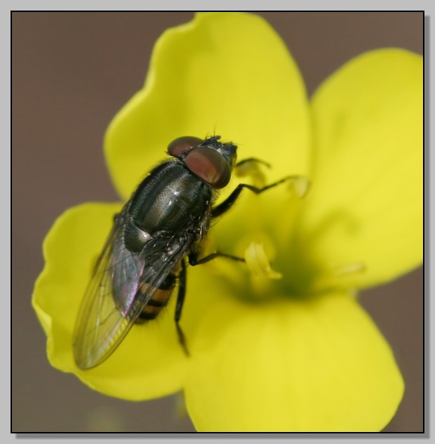 Stomorhina lunata, Calliphoridae che vuol sembrare Syrphidae