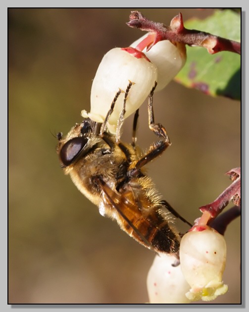 Eristalis sp. - Un momento di dolcezza