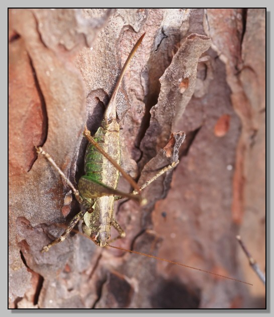 Tettigoniidae in mimetica: Rhacocleis sp.