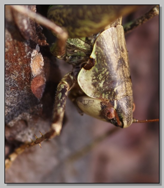 Tettigoniidae in mimetica: Rhacocleis sp.