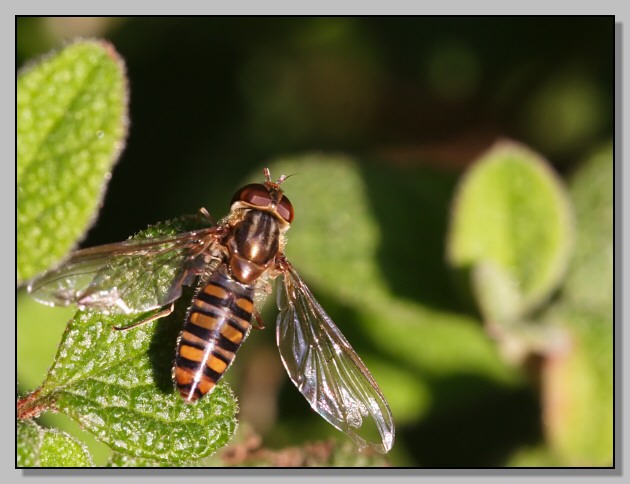 Episyrphus balteatus - con i buchi