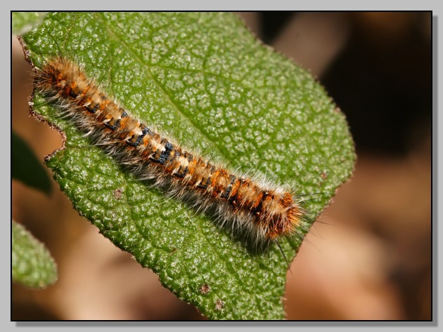 Lasiocampa quercus