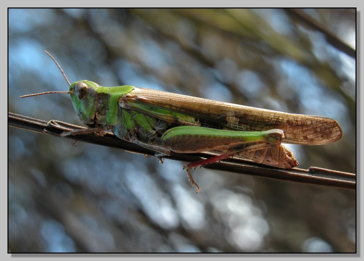 Aiolopus thalassinus