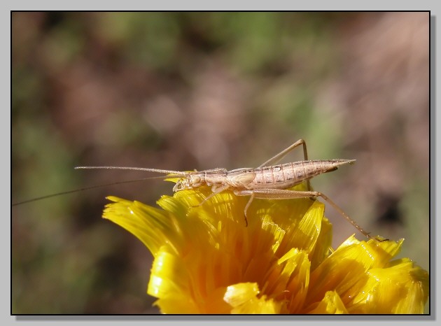 Un ortottero tutto diverso (Oecanthus pellucens)