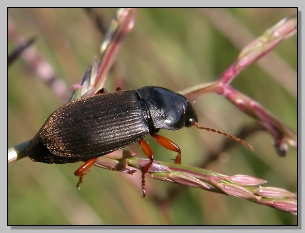 Tentyria grossa e Pseudoophonus rufipes