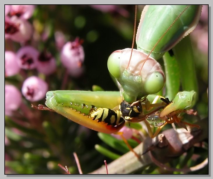 Un pasto delizioso - Mantis religiosa (e Ameles decolor)