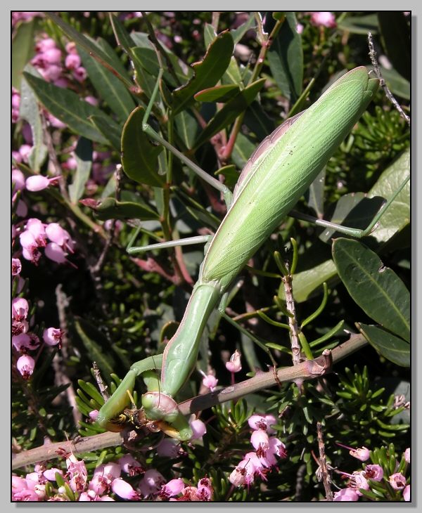 Un pasto delizioso - Mantis religiosa (e Ameles decolor)