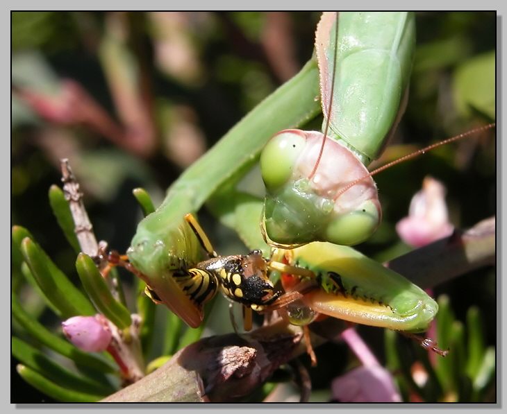 Un pasto delizioso - Mantis religiosa (e Ameles decolor)