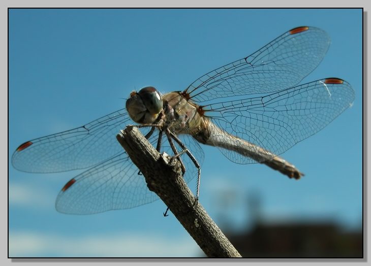 Sympetrum striolatum (femmina)