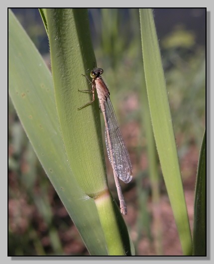 Ischnura elegans femmina