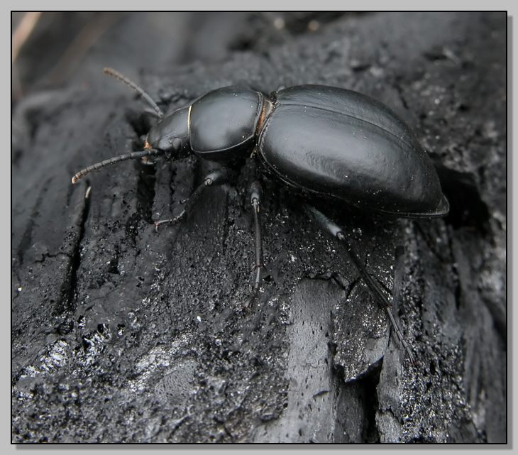 Tentyria grossa e Pseudoophonus rufipes