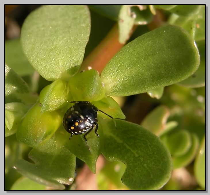 Nezara viridula, verde si diventa