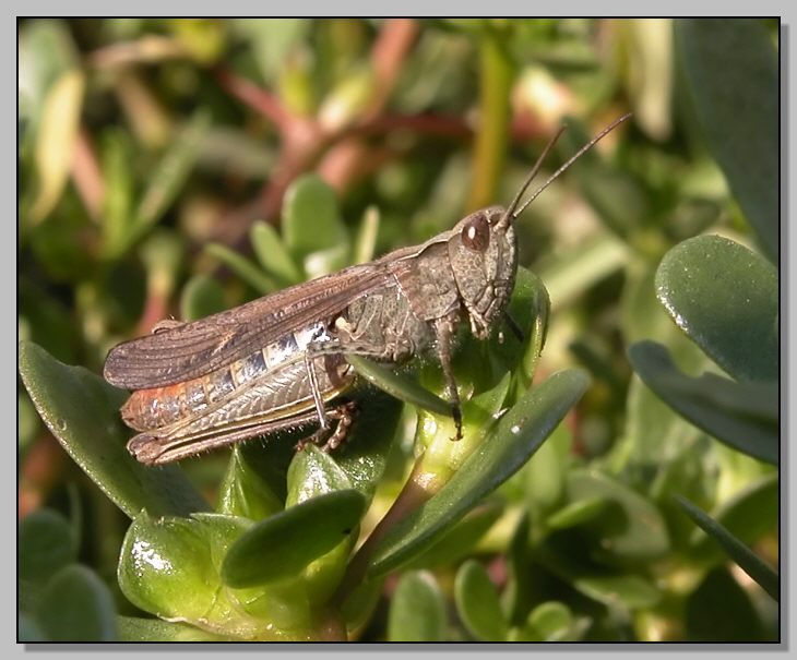 Chorthippus (Glyptobothrus) sp.