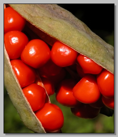 Rosso d''autunno