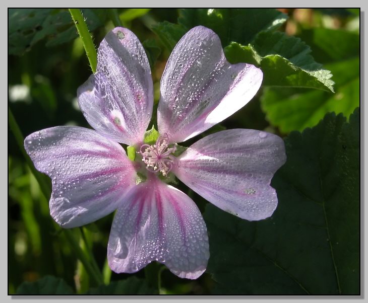 Fiori della rugiada