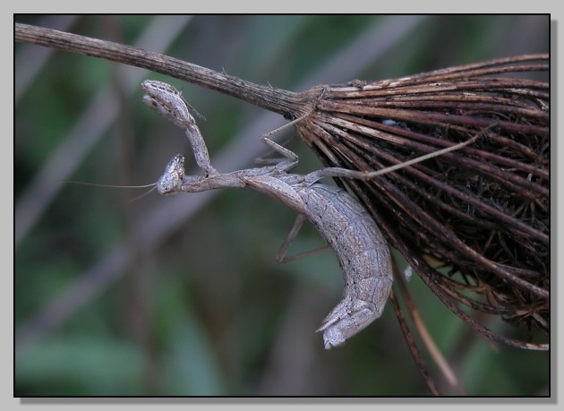 Un pasto delizioso - Mantis religiosa (e Ameles decolor)