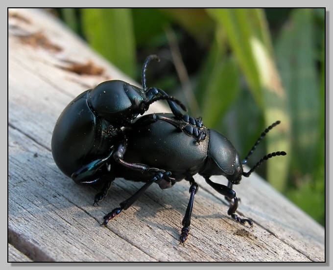 Timarcha tenebricosa, no T. nicaeensis