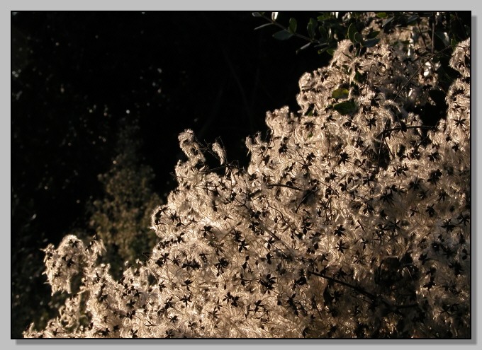 Argento d''autunno
