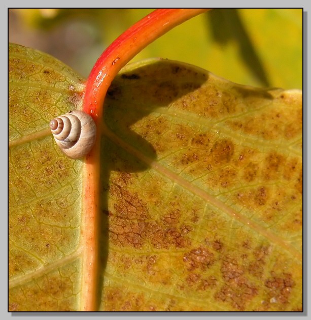 Cochlicella conoidea e C. Barbara