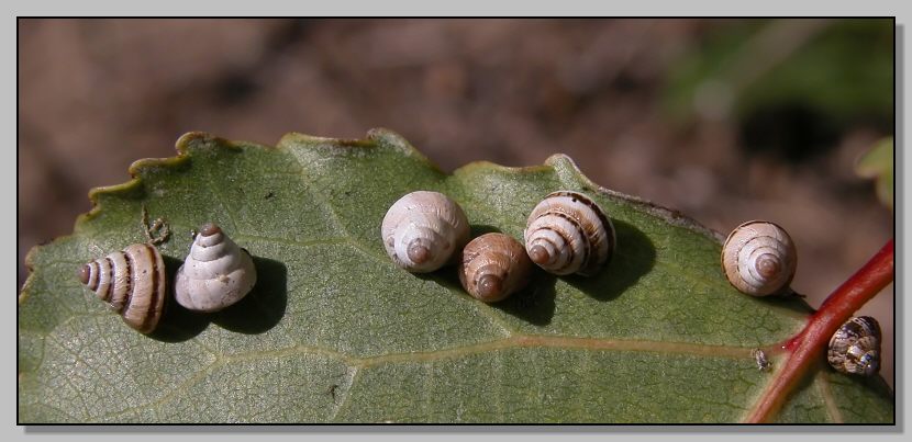 Cochlicella conoidea e C. Barbara